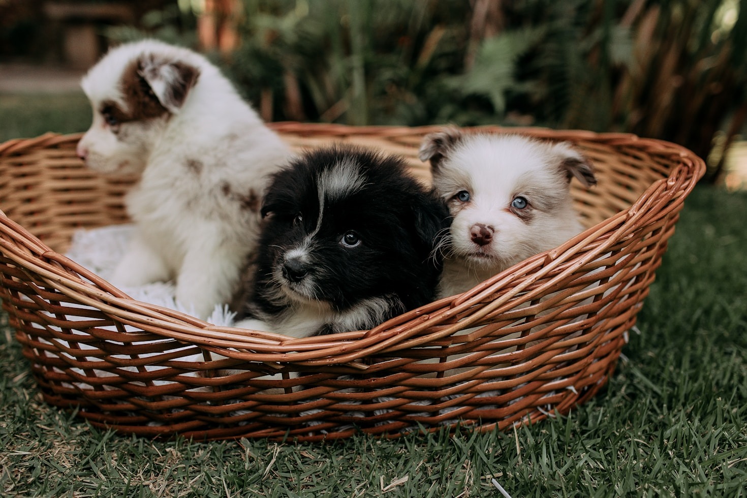5 Heartwarming Pet Adoption Stories from Paws4peace