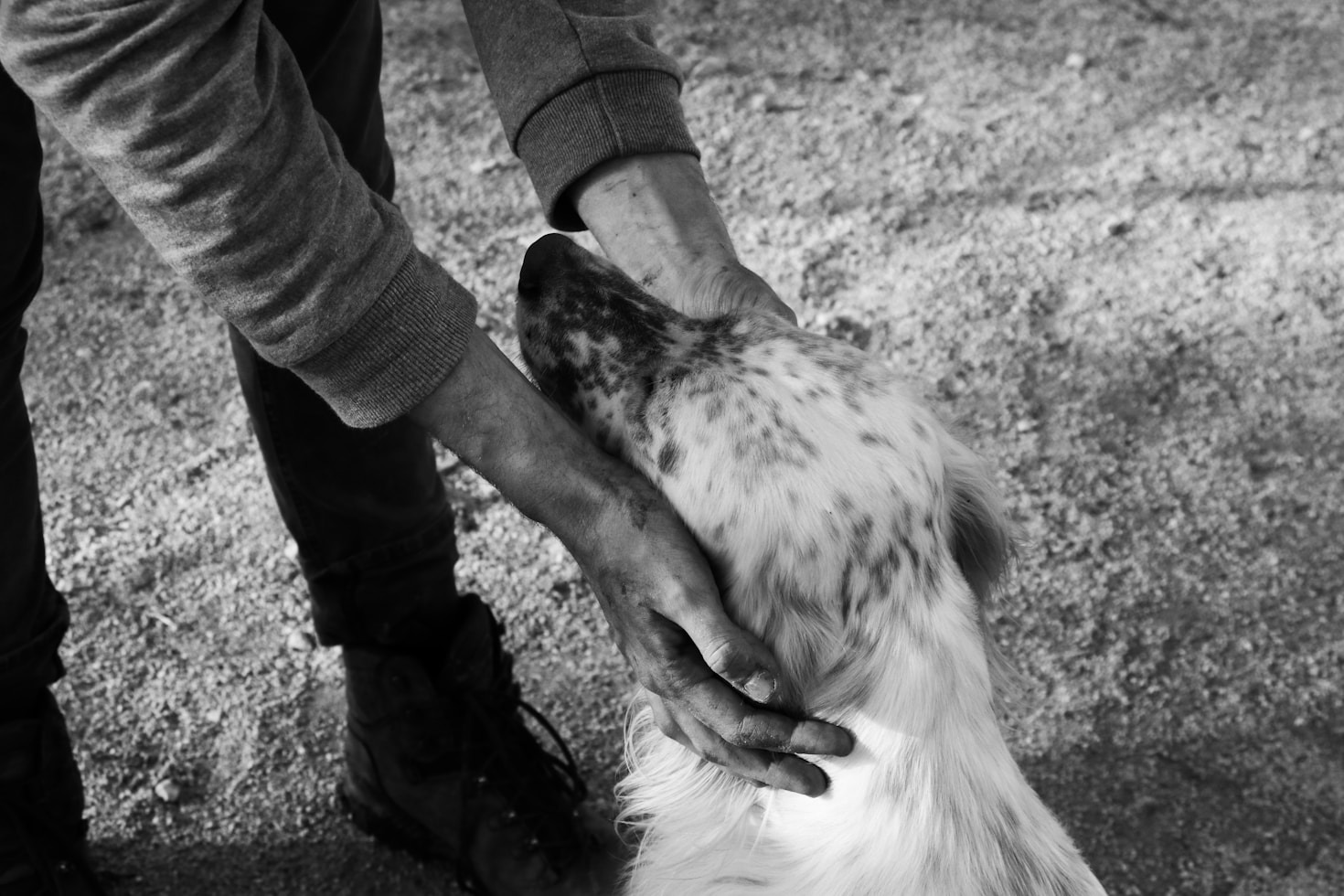 How You Can Make a Difference with Pet Rescue
