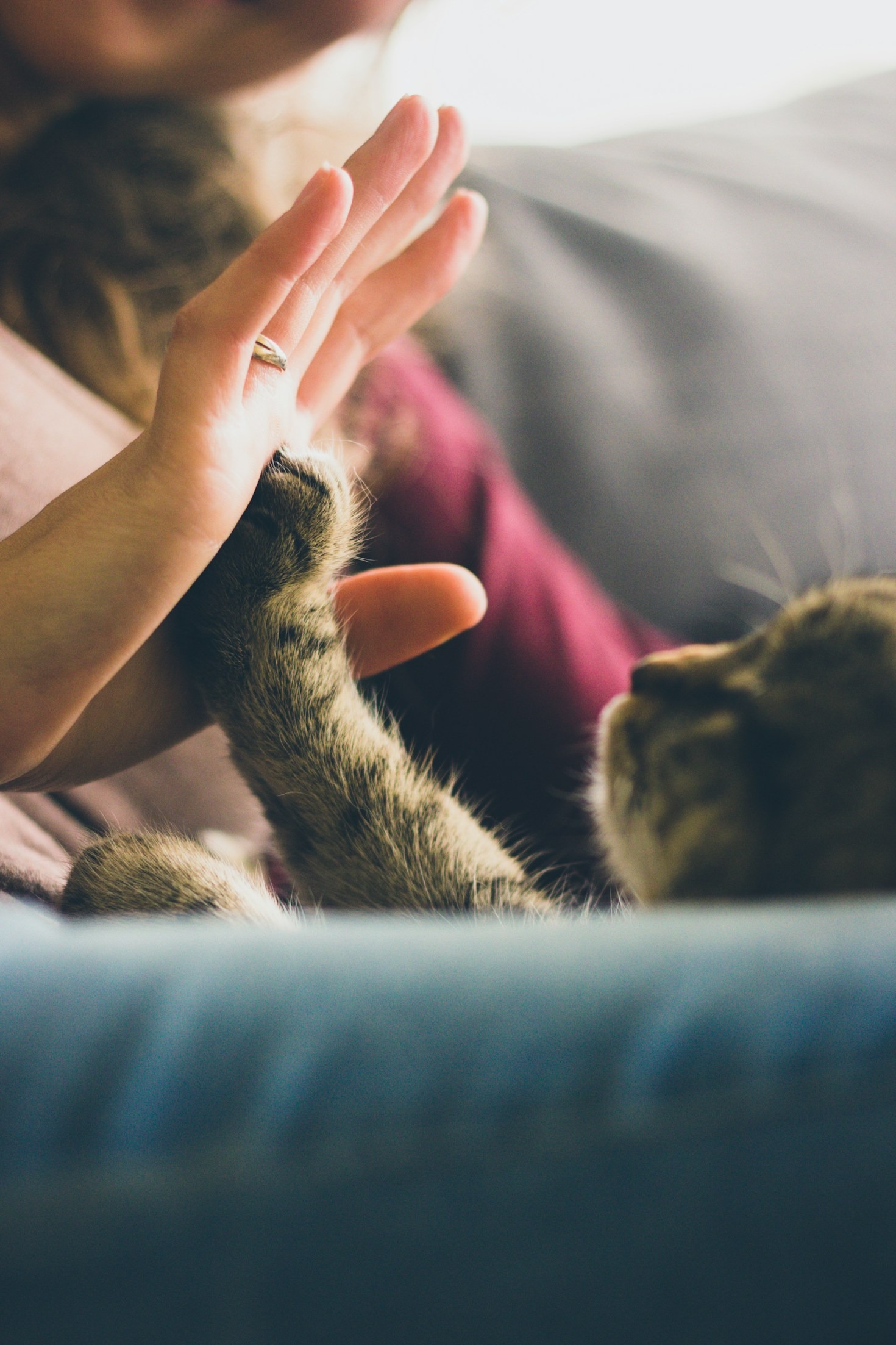 The Journey of Rehabilitation: From Rescue to Recovery