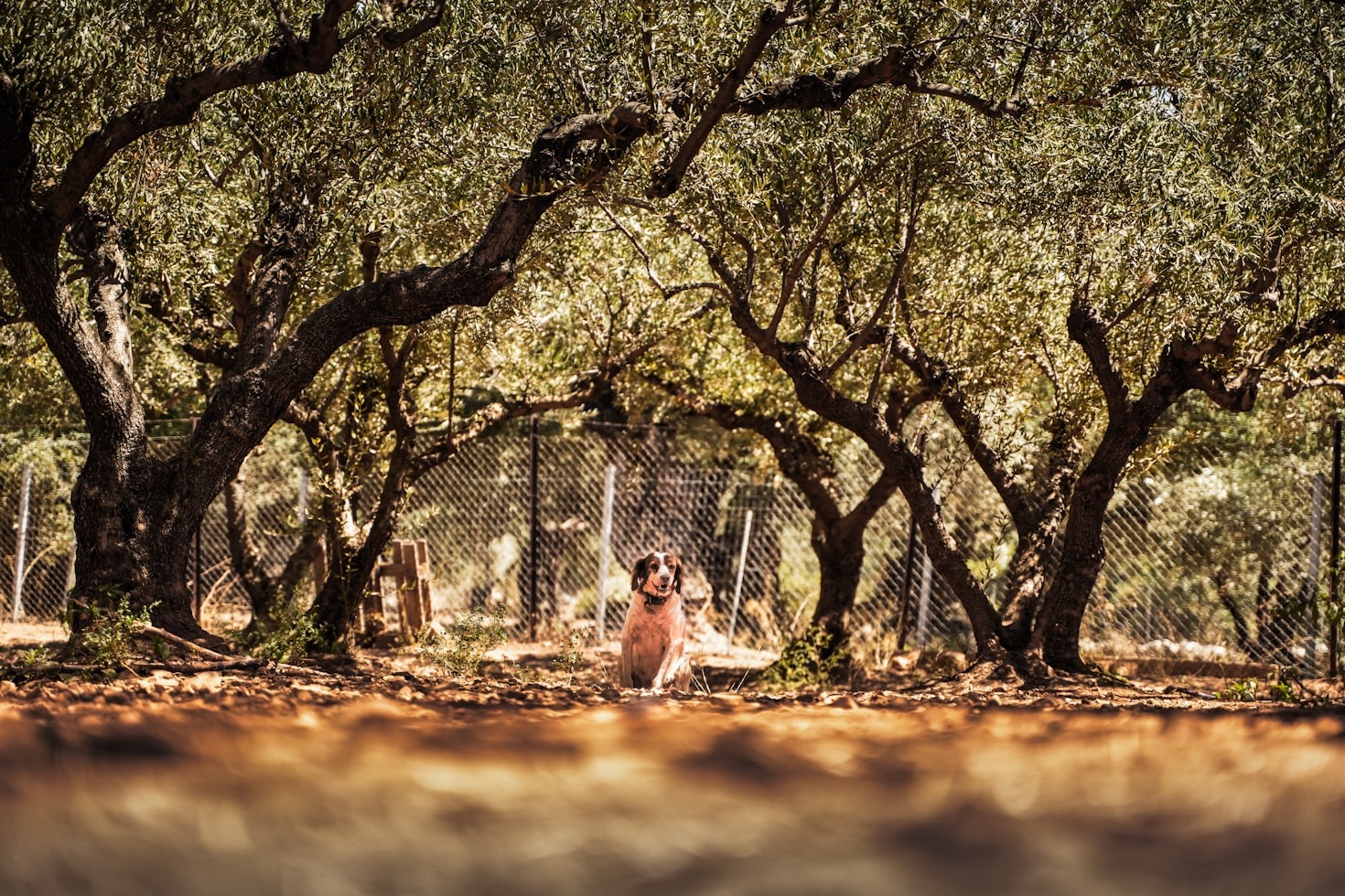 Top Tips for Volunteering at an Animal Sanctuary