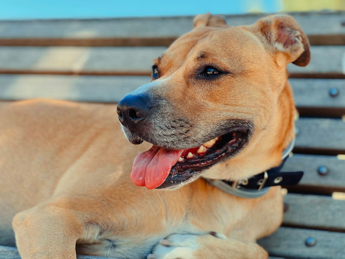 Celebrating Success: Animals Finding Forever Homes